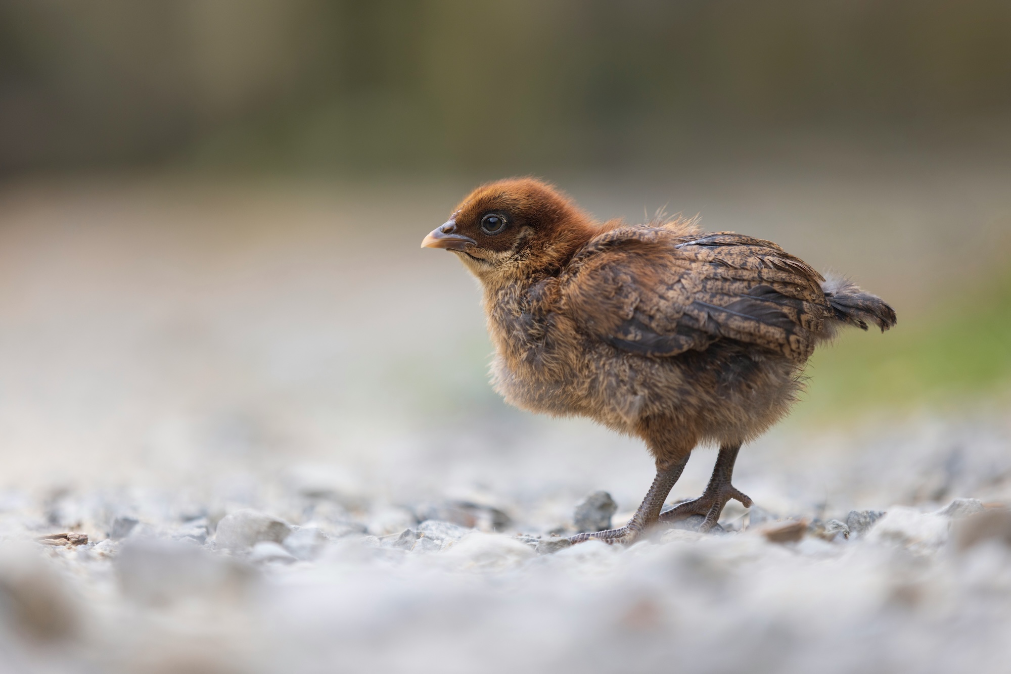 a baby bird standing on rocks