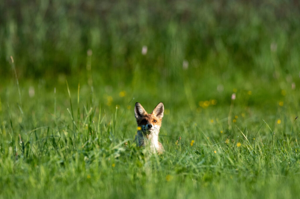 A red fox sits almost hidden in long meadow grass, only its head and ears visible.