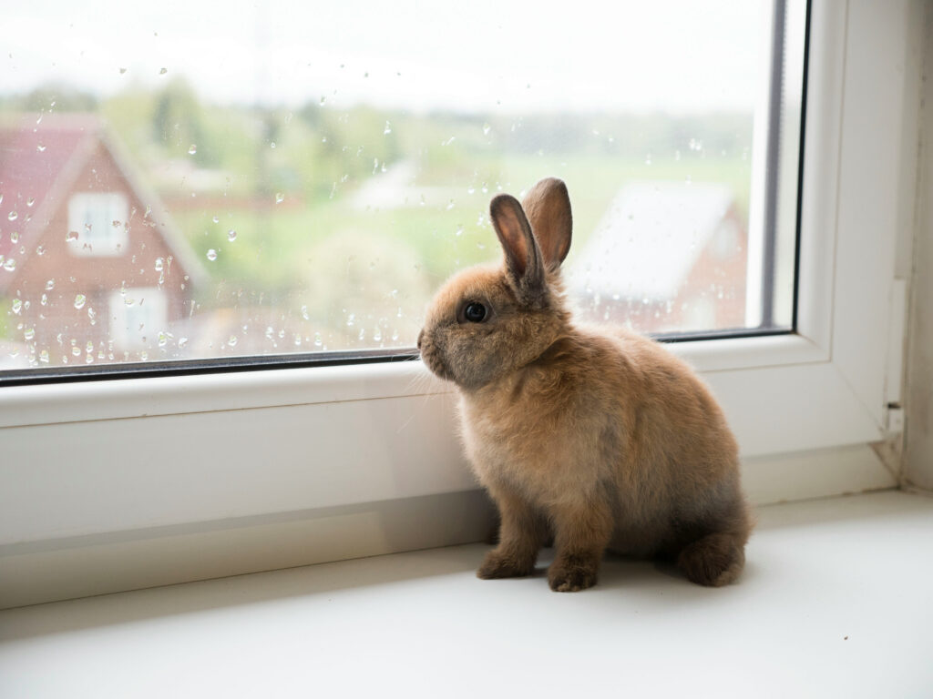 A small brown rabbit sits on a windowsill looking out through a rain-spotted window.