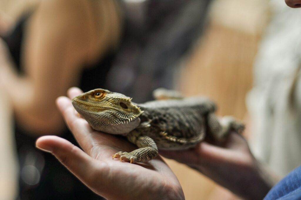 Person holding a bearded dragon in the palm of their hand