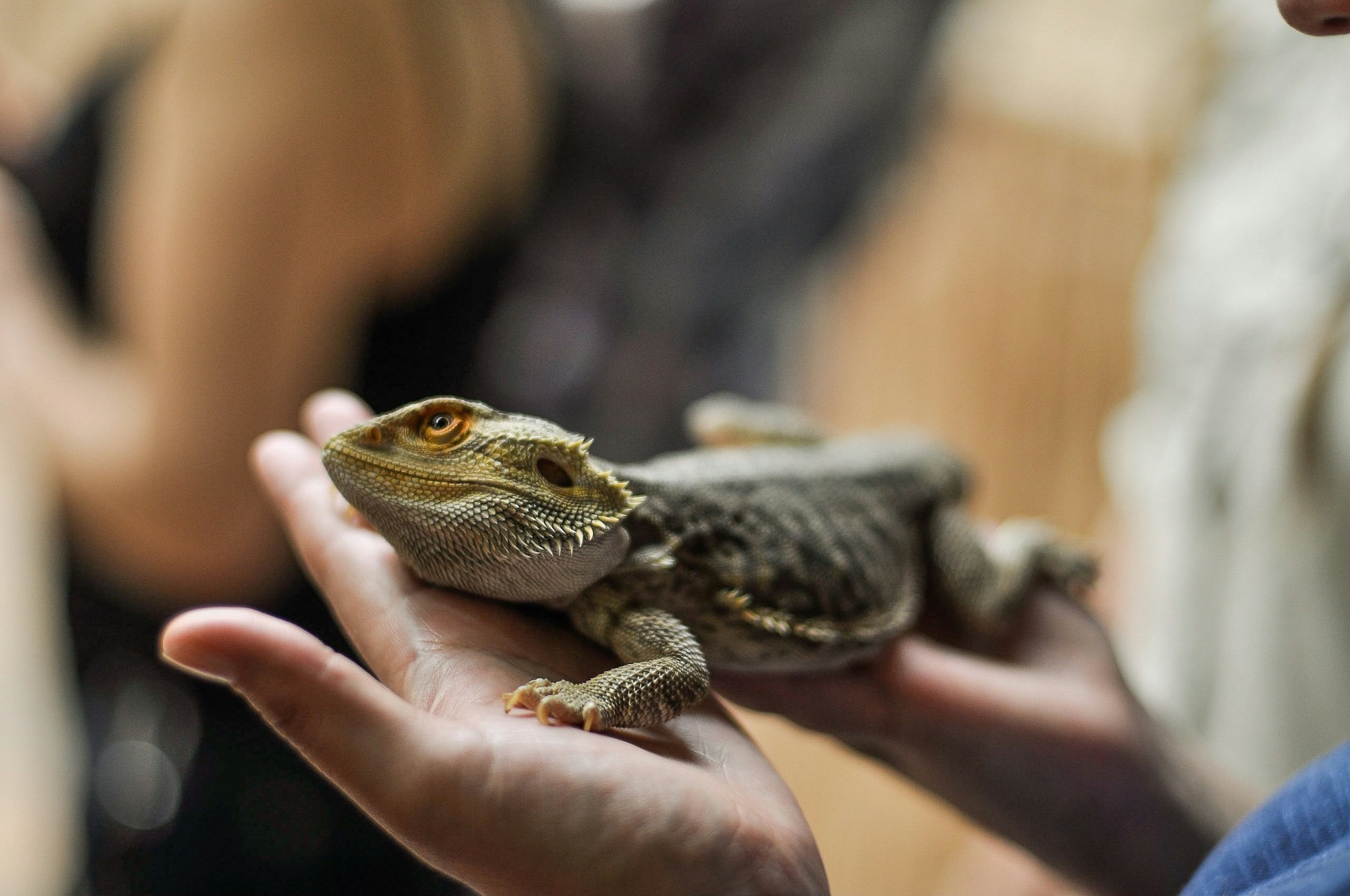 Person holding a bearded dragon in the palm of their hand