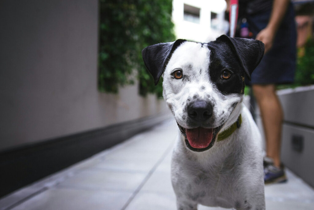 A black and white dog stands on a city pavement looking at the camera with its mouth open, a person walking behind it.