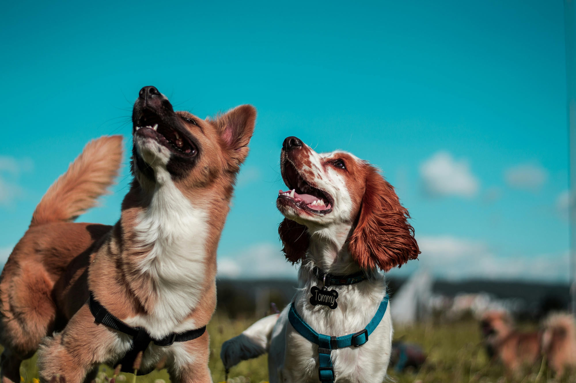 Two dogs sit side by side in a field looking upward with their mouths open, a bright blue sky behind them.