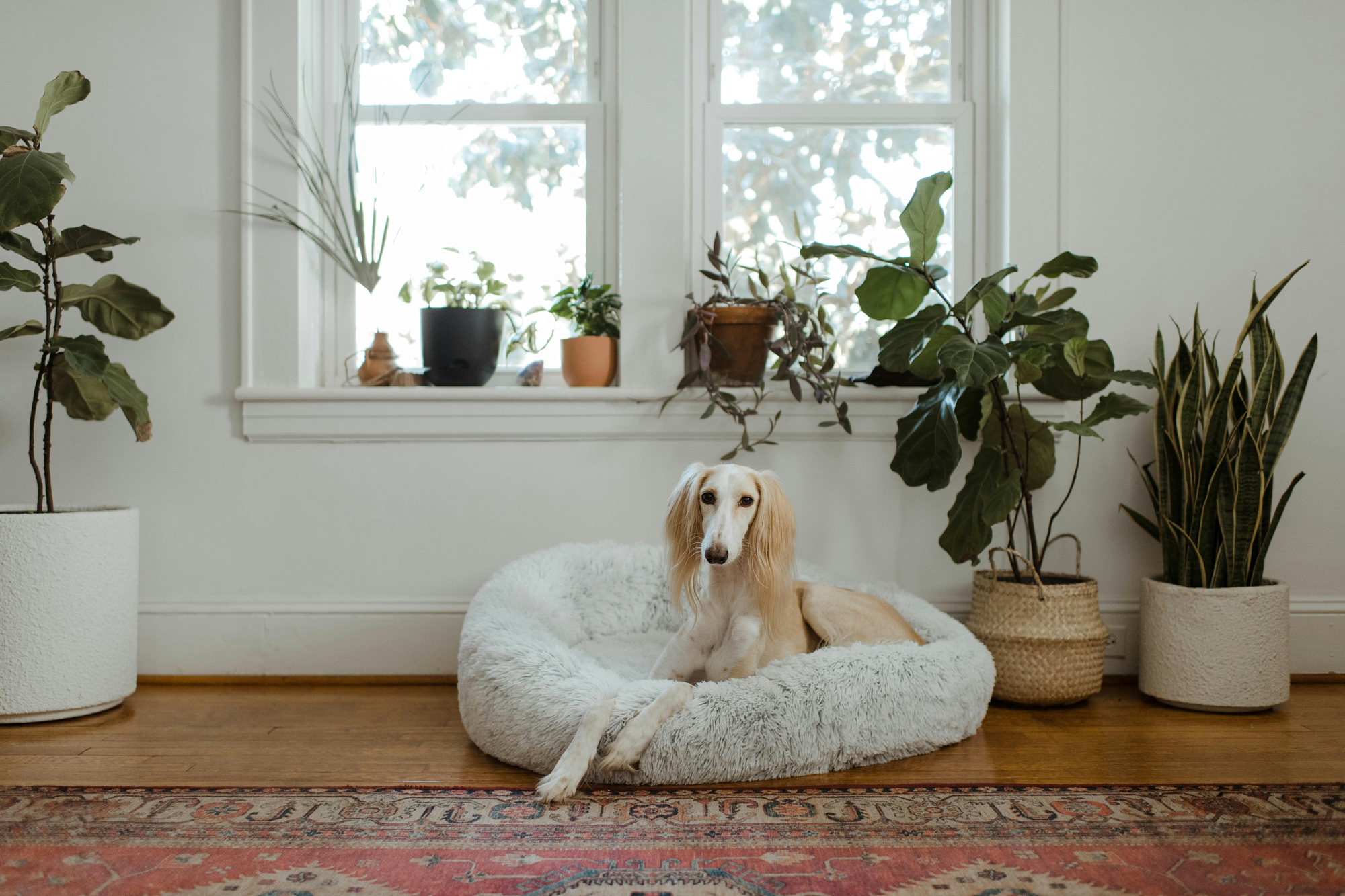 A cream-coloured saluki rests in a large fluffy dog bed in a bright room surrounded by houseplants.
