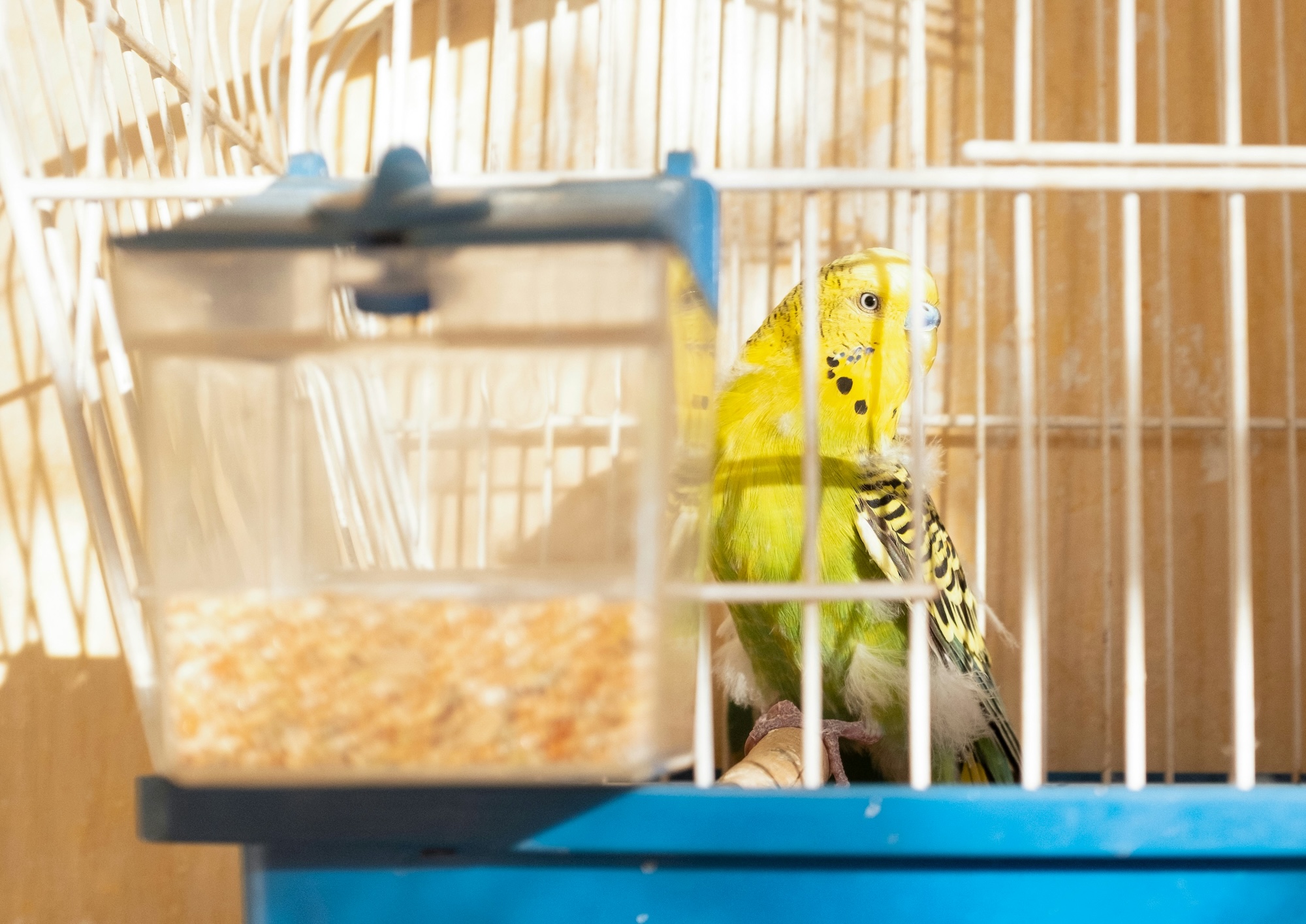 a budgie in a cage