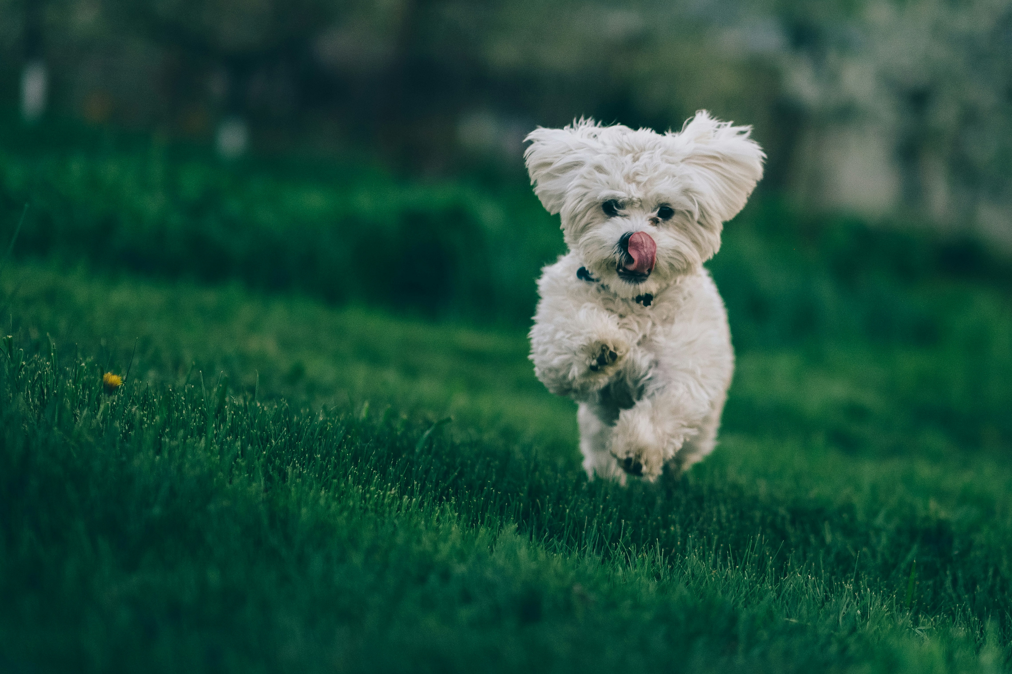 A small white fluffy dog runs toward the camera across a lawn with its tongue out.