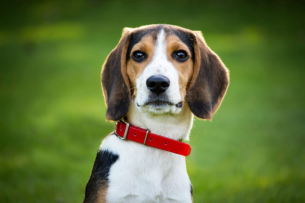 A beagle in a red collar sits in front of a green lawn, looking straight at the camera.