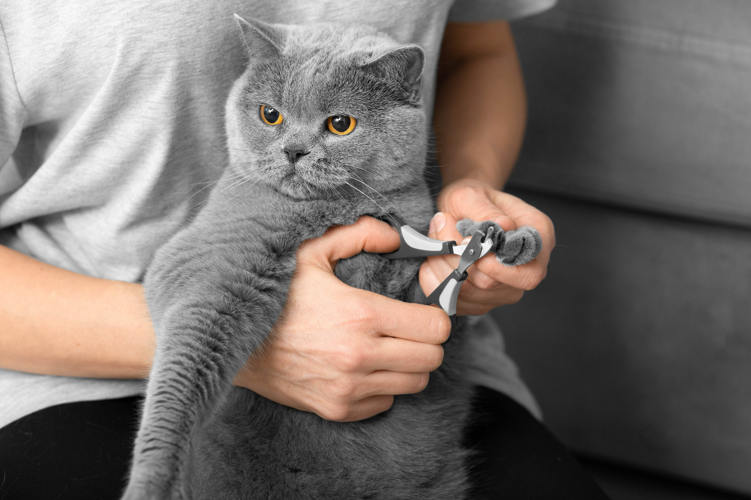 Cat nail trim