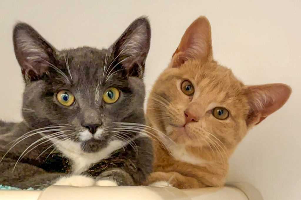 Bonded pair of cats, Mothman and Chupacabra, one grey and white and one orange, sitting side by side