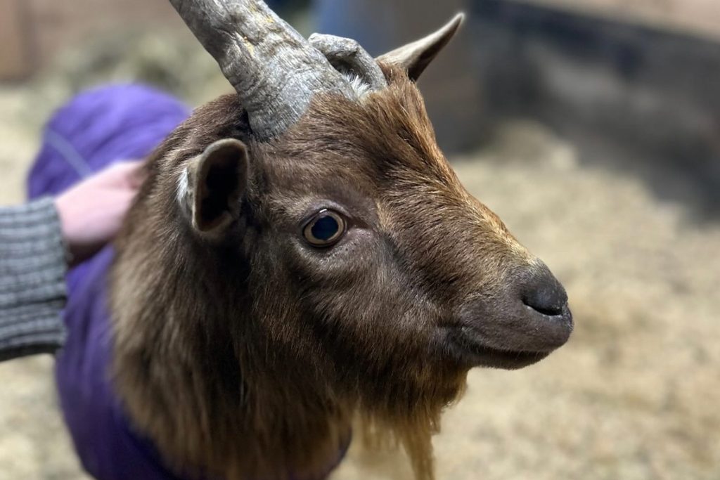 Goat in purple coat