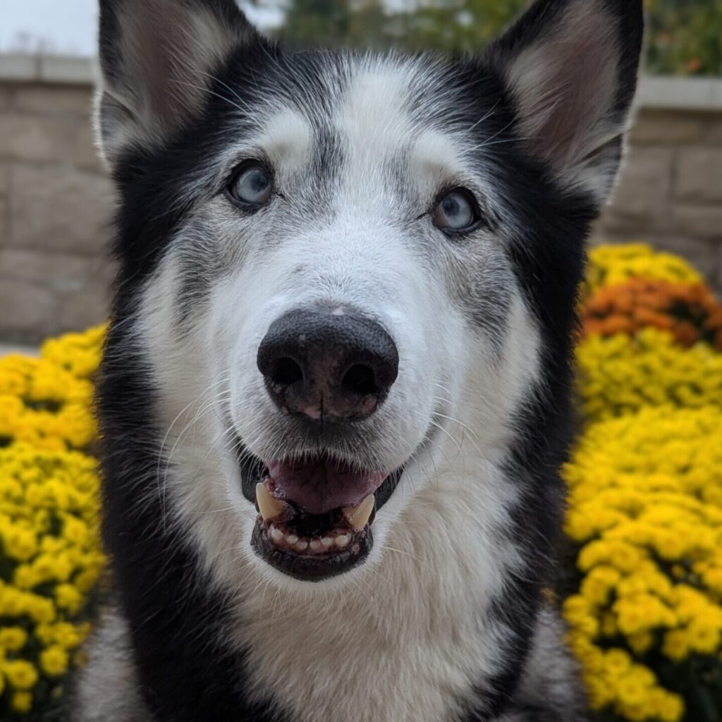 Murphy, a dog who spent 156 days in GHS care before being adopted.