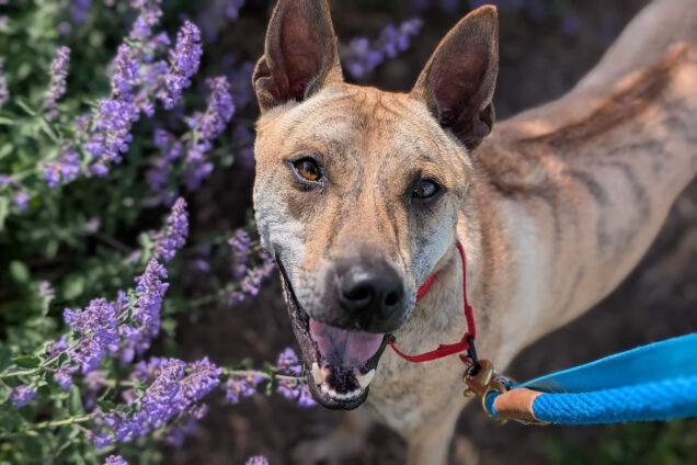 Frankie, a tan brindle dog with upright ears, smiling in front of purple flowers