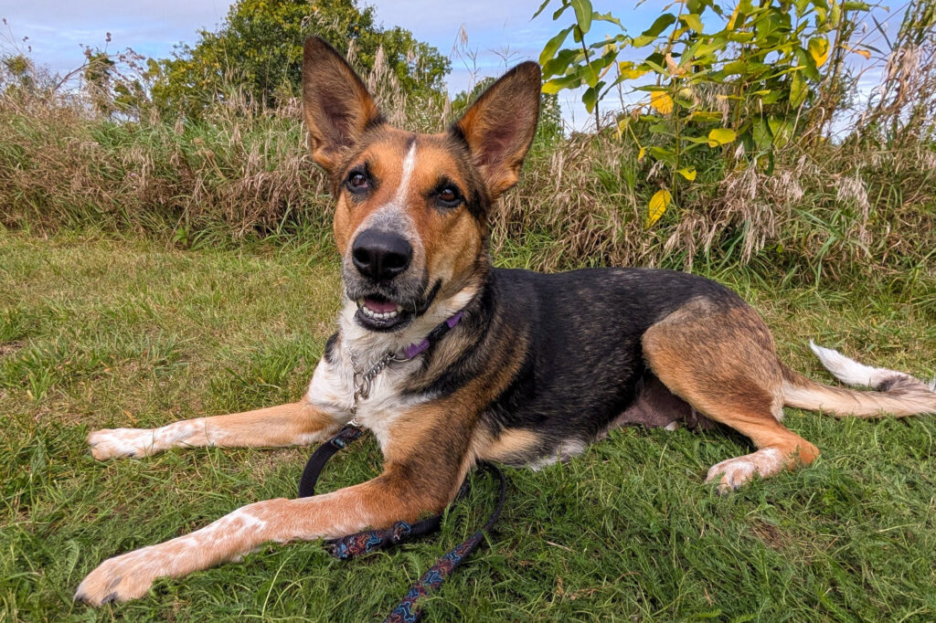 Tan and black dog with upright ears lying in the grass