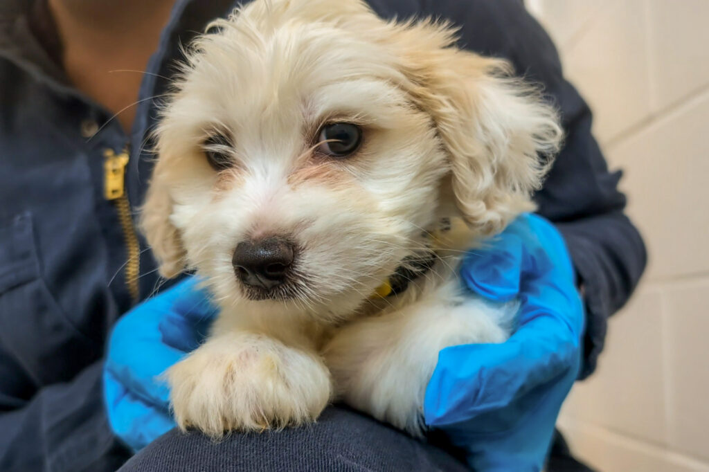 Puppies in care