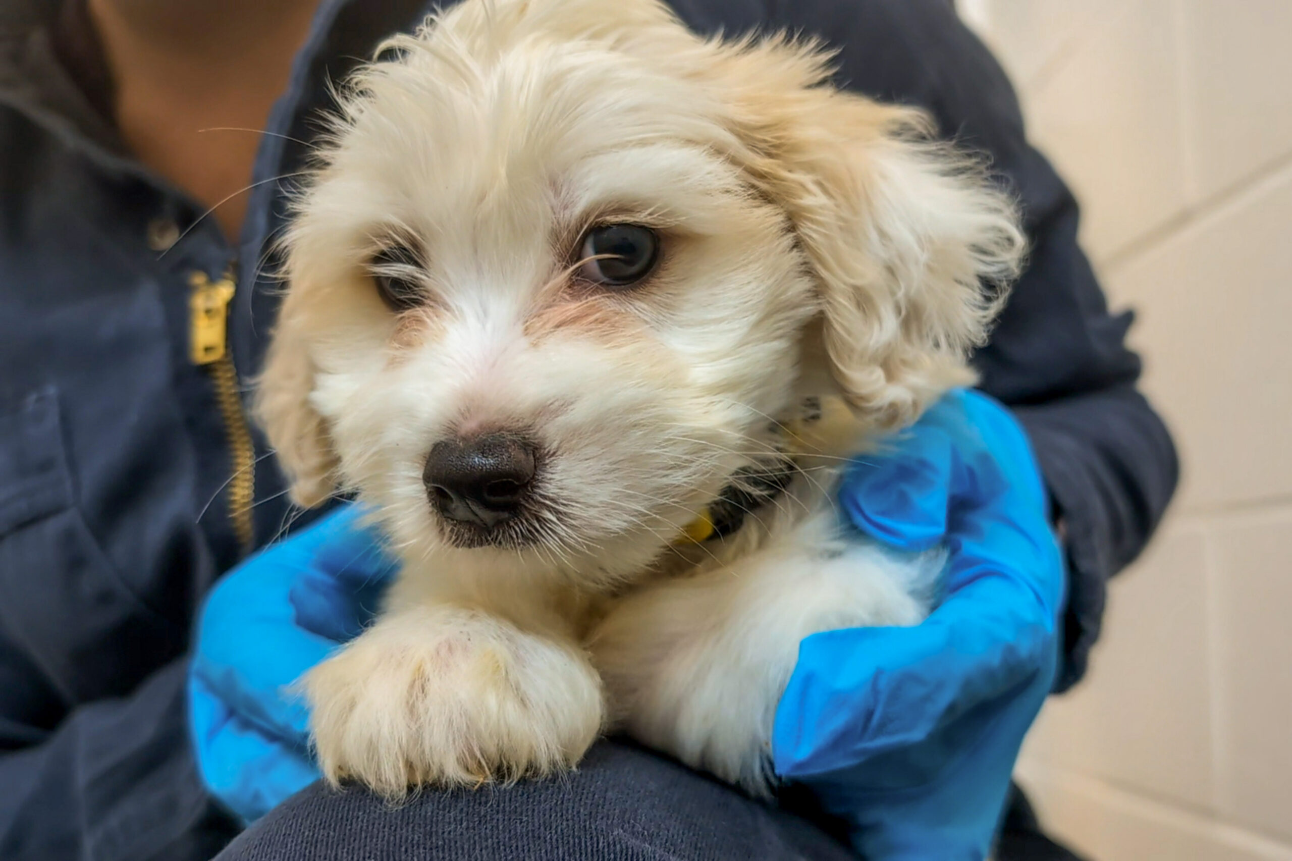 Puppies in care