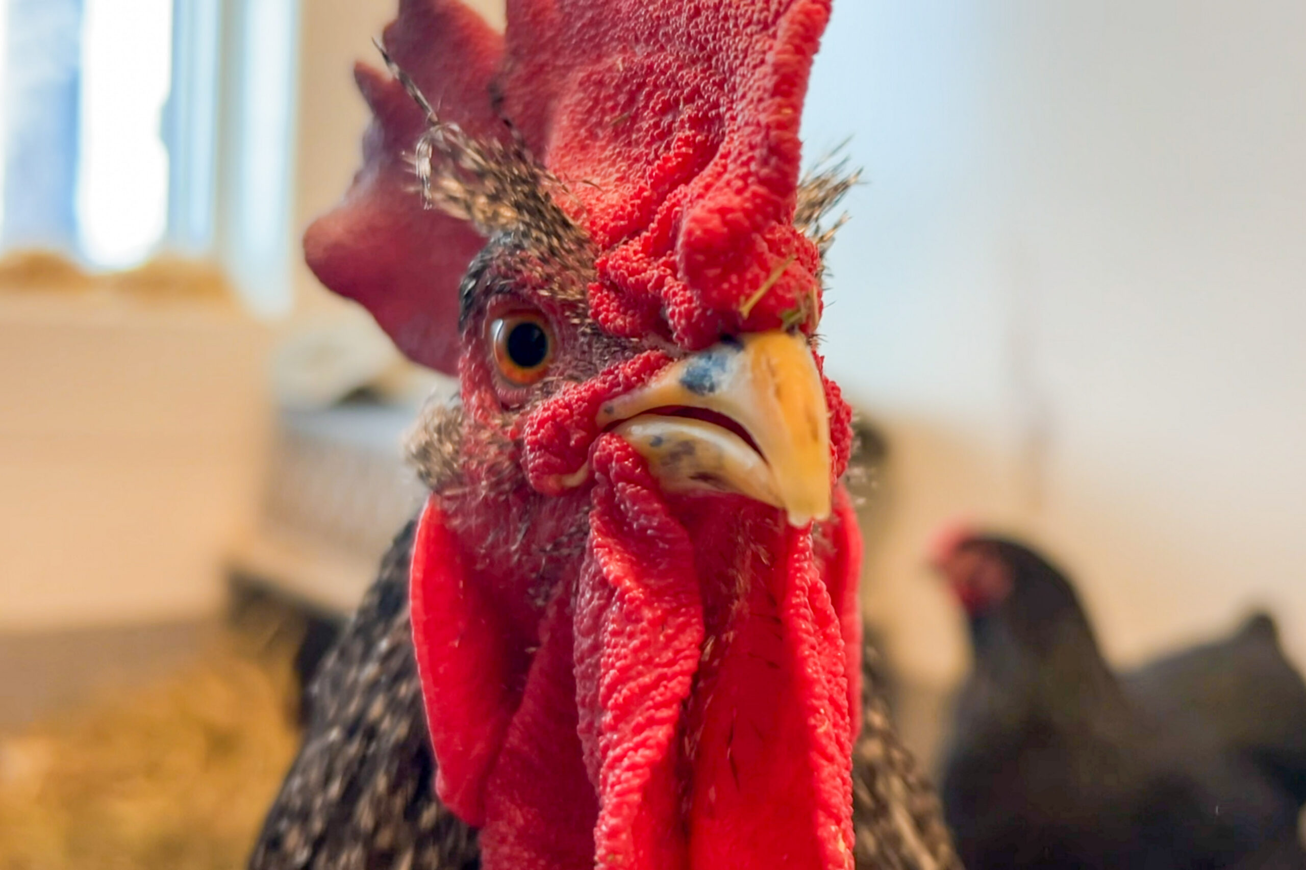 Chandler, a rooster with a bright red comb, in the farm animal room