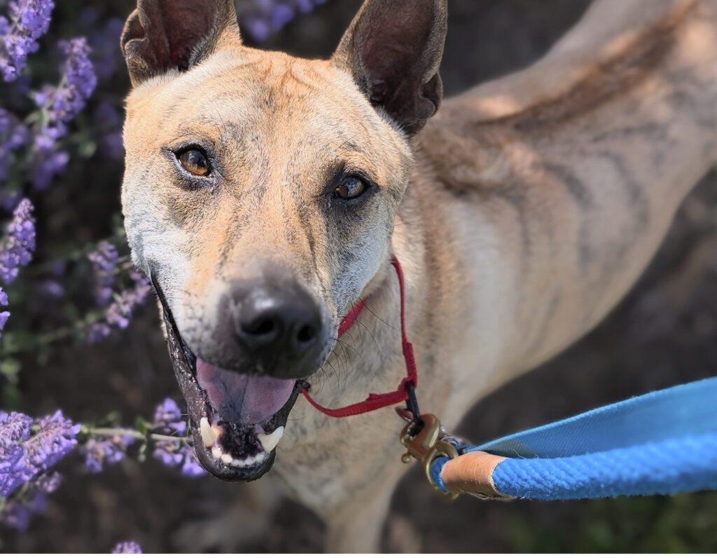 Tan brindle dog with a red collar and blue leash, mouth open, in front of lavender